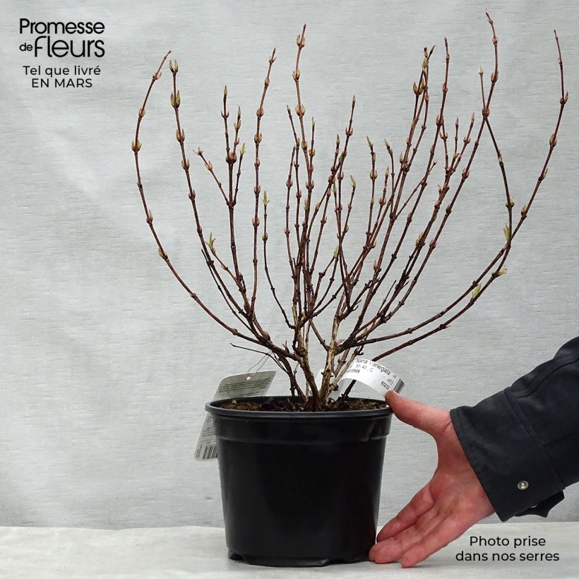 Weigela florida Nana Variegata 2L/3L pot sample as delivered in spring