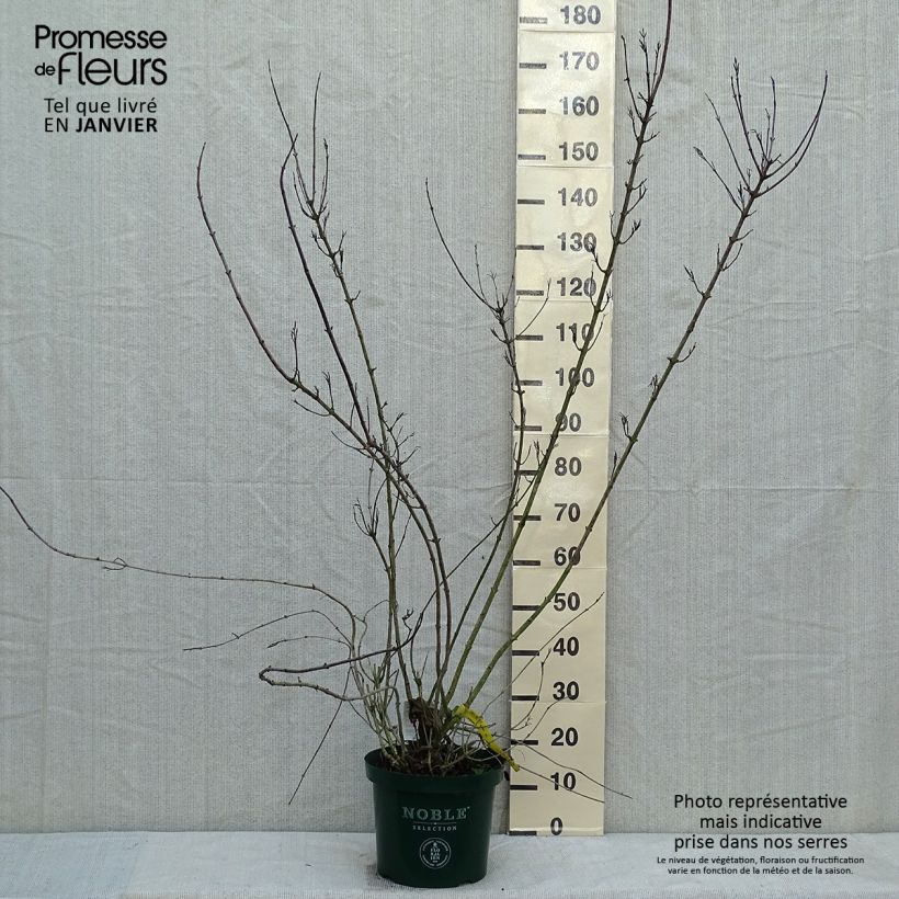 Weigela florida Polka 7.5L/10L pot sample as delivered in winter