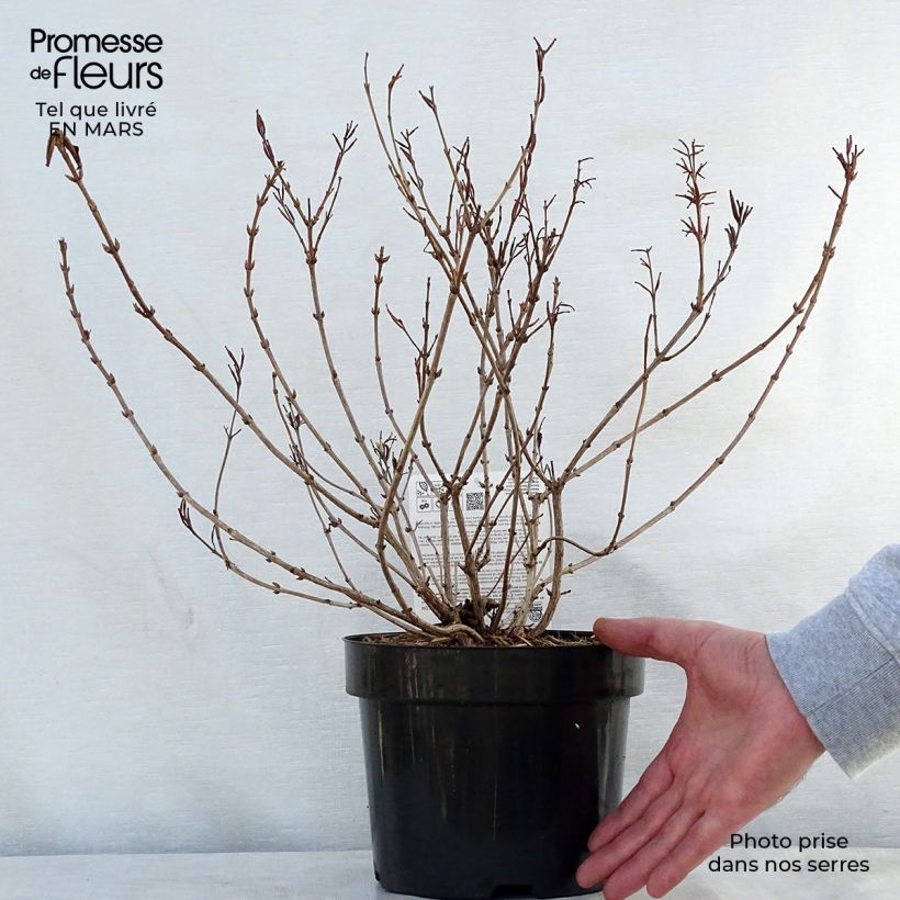 Weigela florida Princess Ayla 3L/4L pot sample as delivered in spring