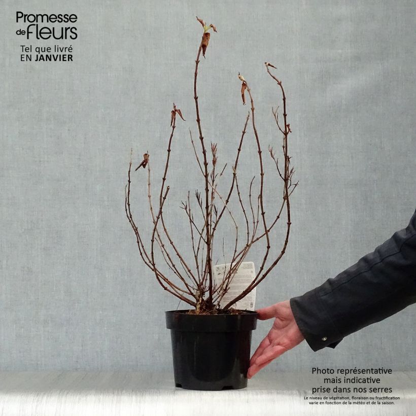 Weigela florida Princess Ayla 3L/4L pot sample as delivered in winter