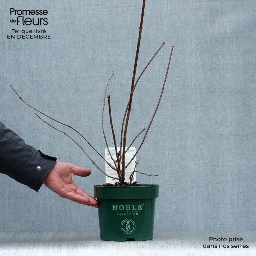 Weigela florida Polka 2L/3L pot sample as delivered in winter