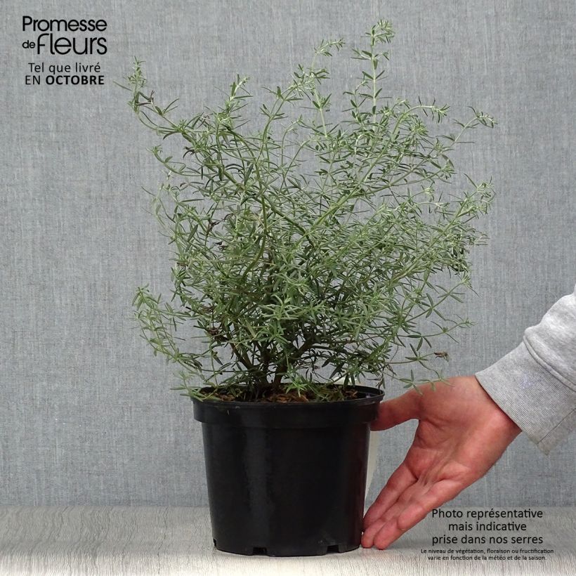 Westringia fruticosa 2L/3L pot sample as delivered in autumn