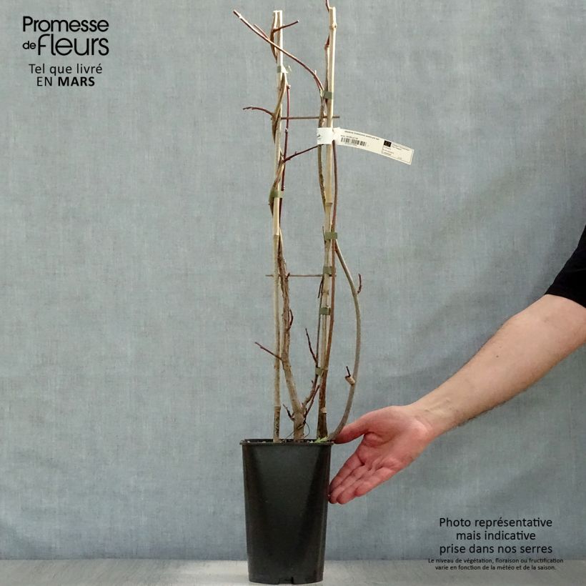 Wisteria frutescens Amethyst Falls 3L/4L pot sample as delivered in spring