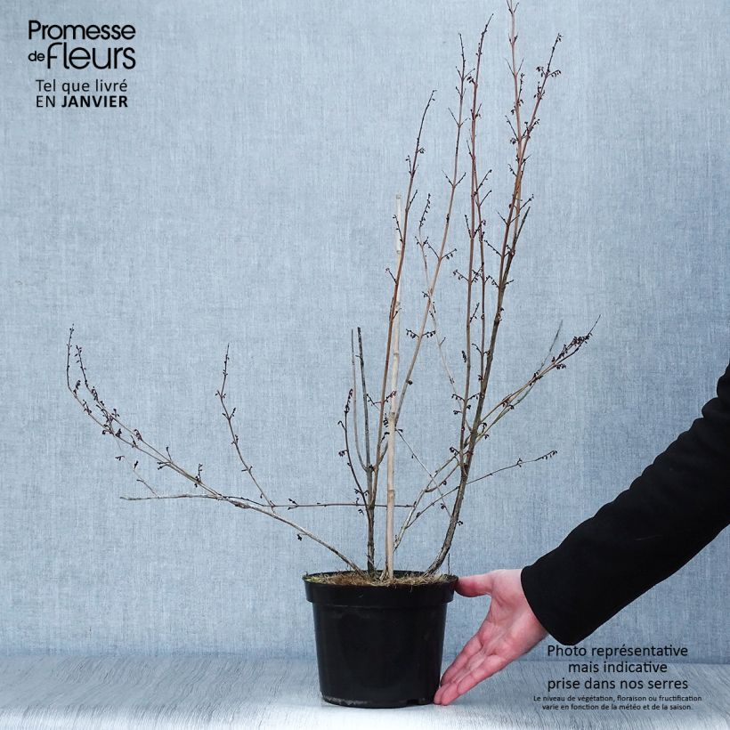 Xanthorhiza simplicissima 2L/3L pot sample as delivered in winter