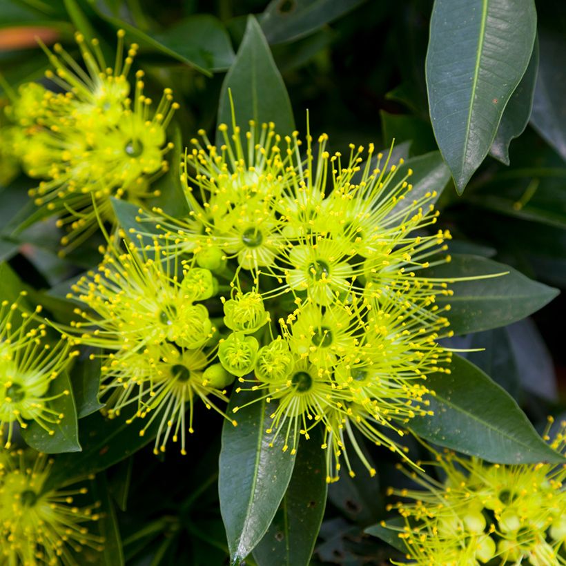 Xanthostemon chrysanthus - Golden Penda  (Flowering)