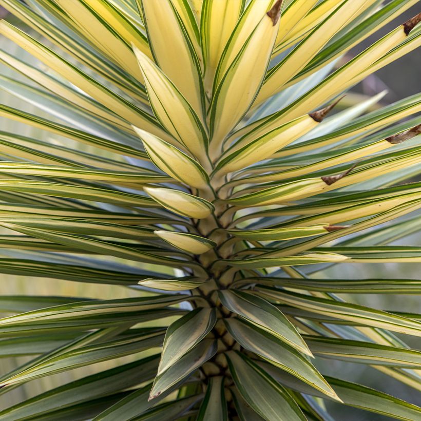 Yucca aloifolia Variegata - Spanish bayonet (Foliage)