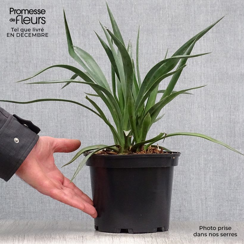 Yucca aloifolia 2L/3L pot sample as delivered in winter