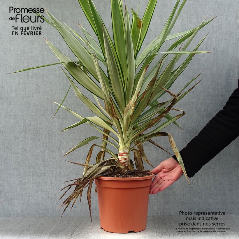 Yucca elephantipes Jewel 7.5L/10L pot sample as delivered in winter