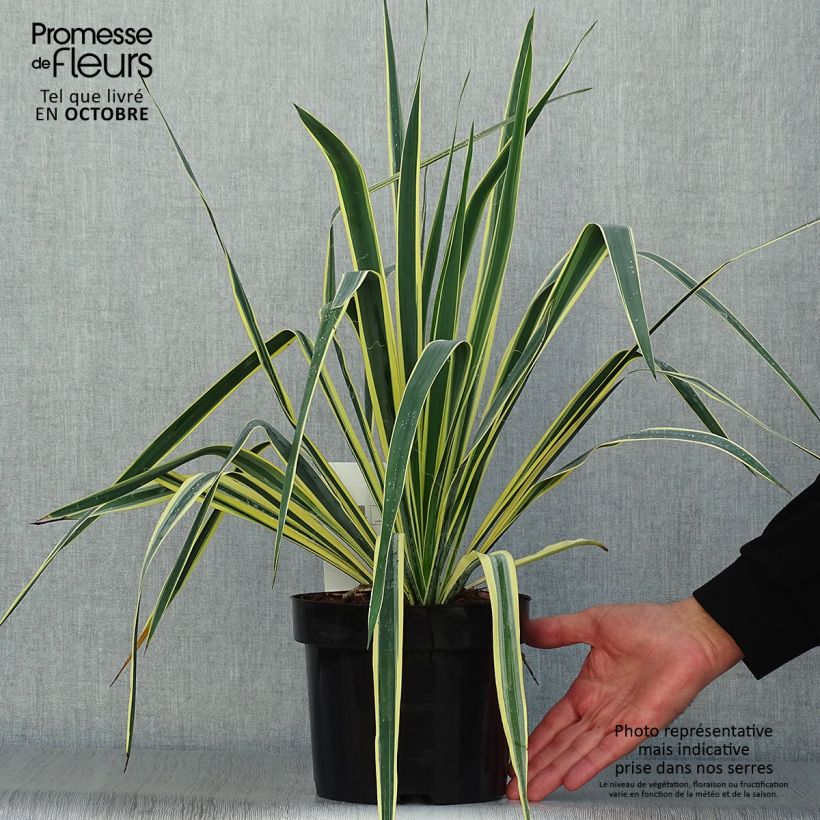 Yucca filamentosa Bright Edge 2L/3L pot sample as delivered in autumn