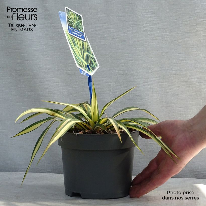 Yucca filamentosa Color Guard 2L/3L pot sample as delivered in spring