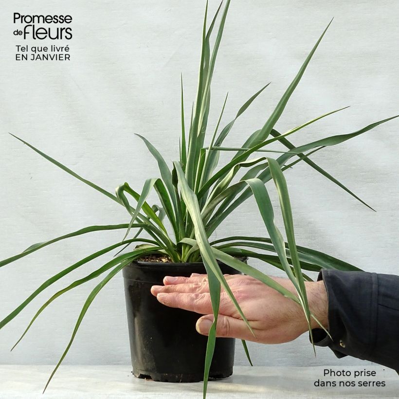 Yucca filamentosa 2L/3L pot sample as delivered in winter