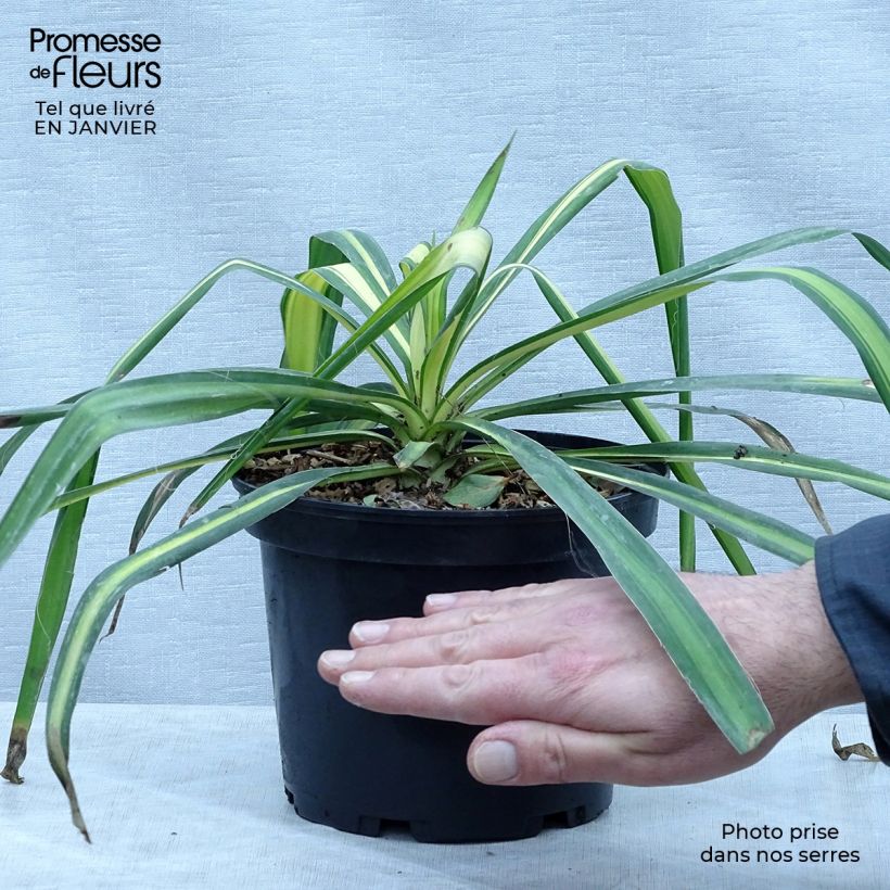 Yucca flaccida Golden Sword 2L/3L pot sample as delivered in winter