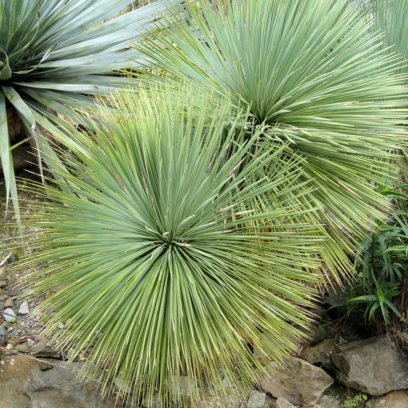 Yucca linearifolia (Foliage)