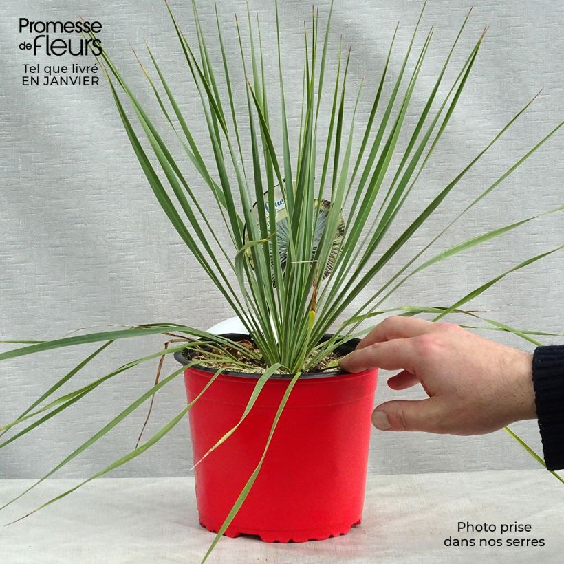 Yucca rostrata 2L/3L pot sample as delivered in winter