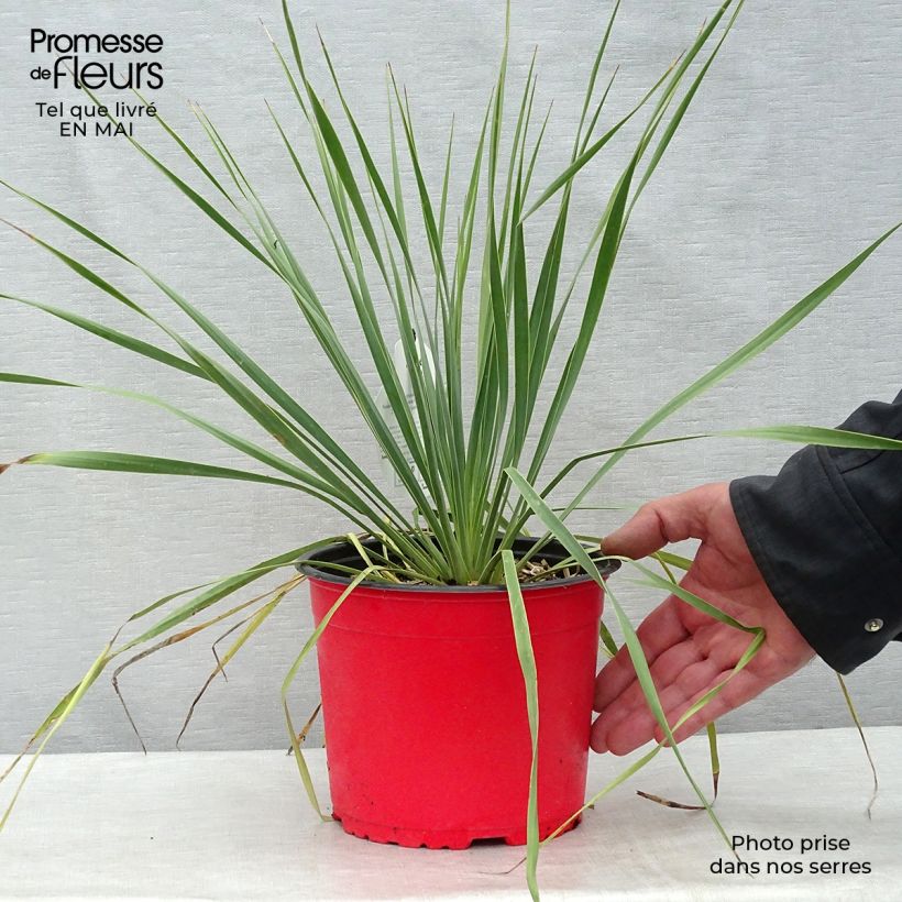 Yucca rostrata 2L/3L pot sample as delivered in spring