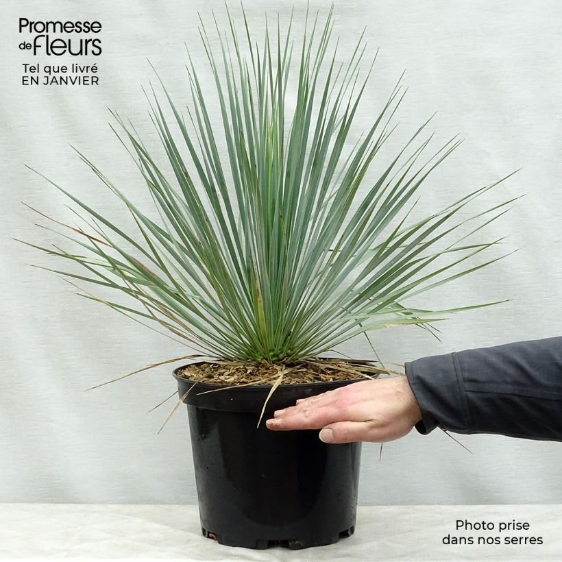 Yucca rostrata 3L/4L pot sample as delivered in winter