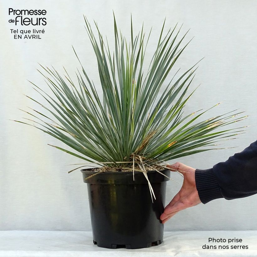 Yucca rostrata 3L/4L pot sample as delivered in spring