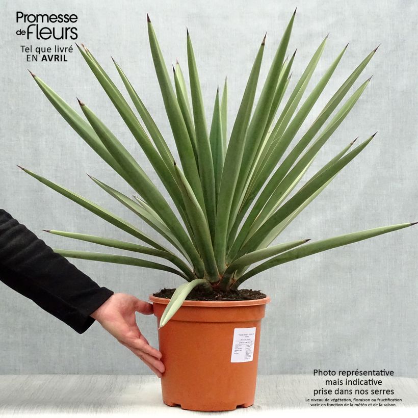 Yucca torreyi 7.5L/10L pot sample as delivered in spring