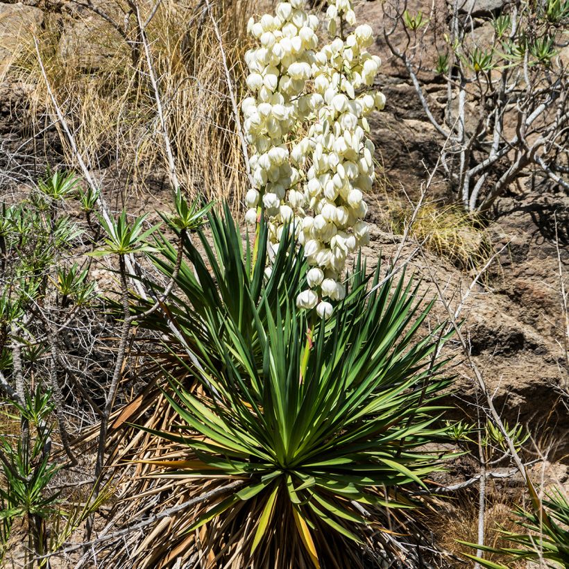 Yucca filamentosa (Plant habit)