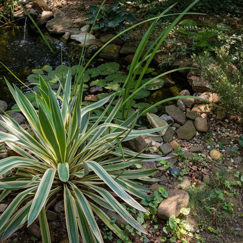 Yucca gloriosa Variegata - Spanish Dagger (Plant habit)