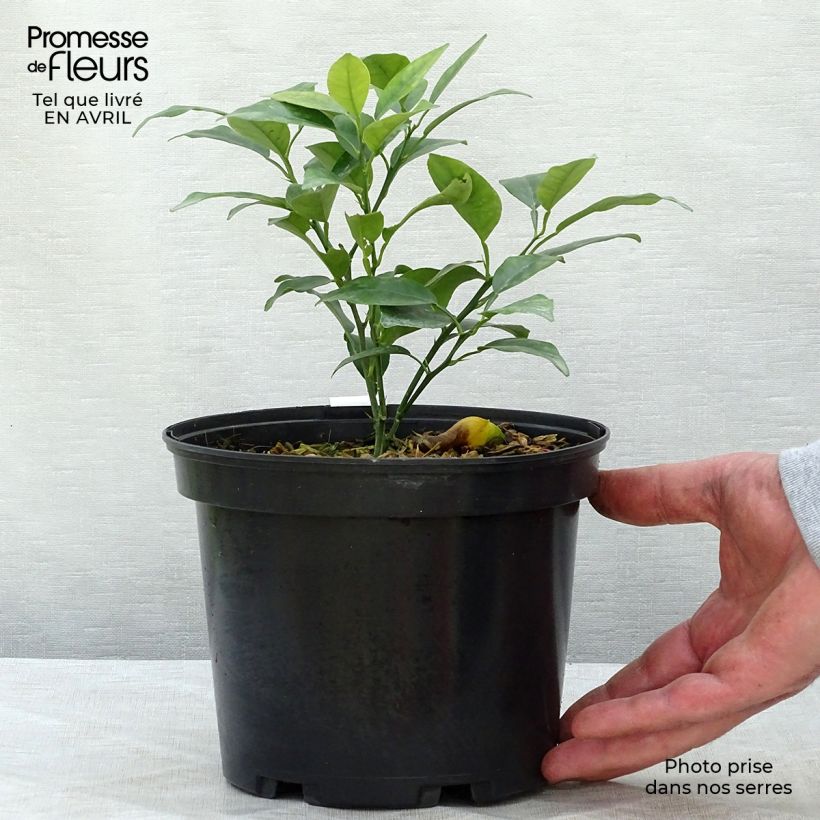 Yuzu - Citrus junos 2L/3L pot, Bush sample as delivered in spring