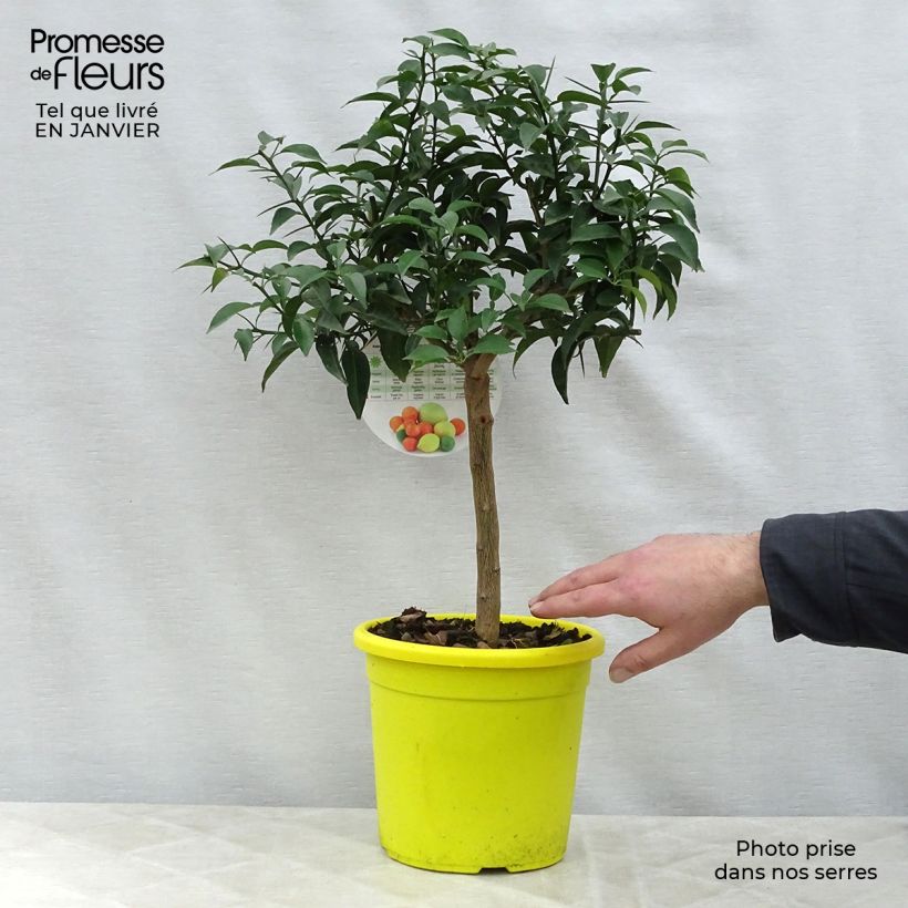 Yuzu - Citrus junos 4L/5L pot, Quarter standard sample as delivered in winter