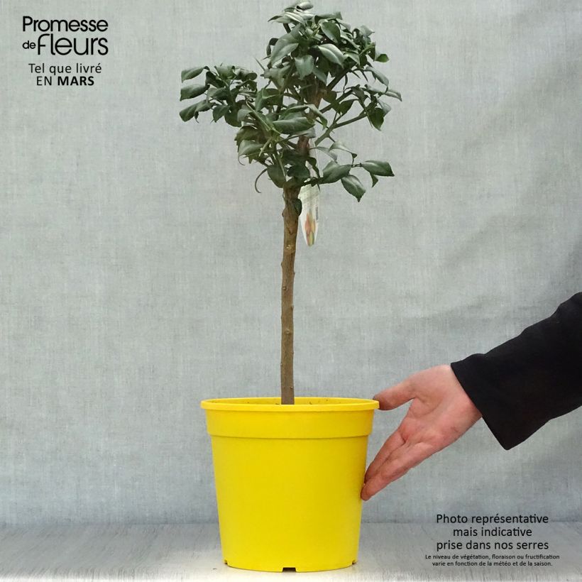Yuzu - Citrus junos 4L/5L pot, Quarter standard sample as delivered in spring