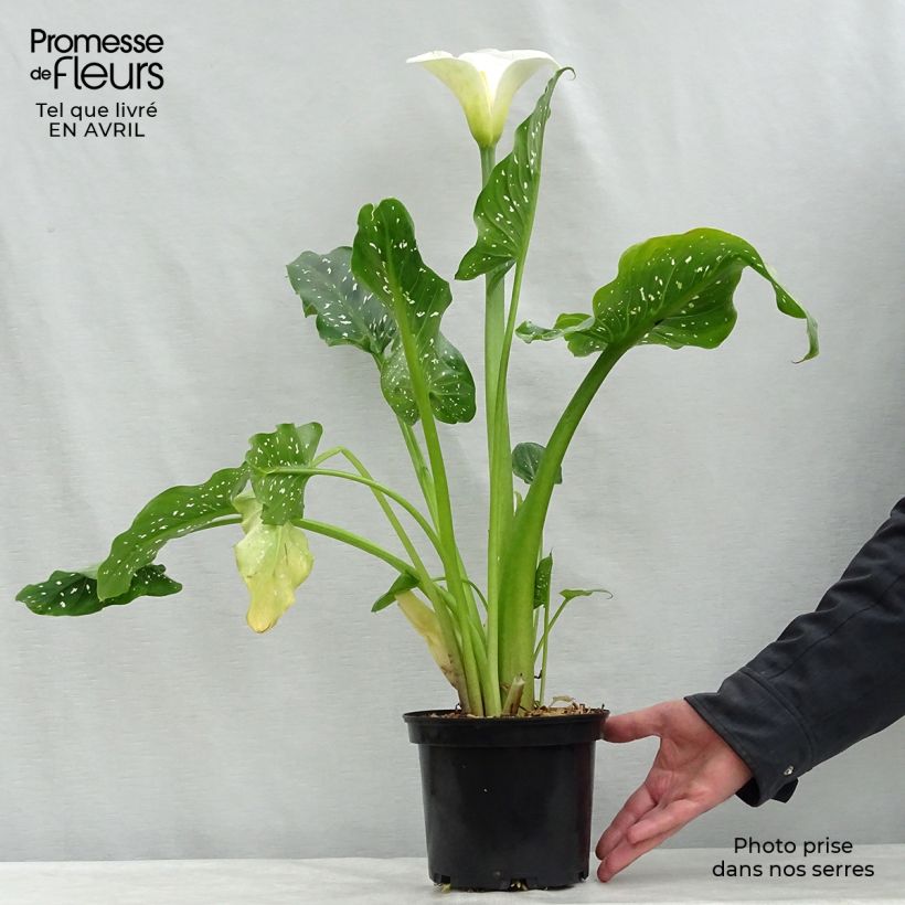 Zantedeschia aethiopica Himalaya - Arum-lily 2L/3L pot sample as delivered in spring