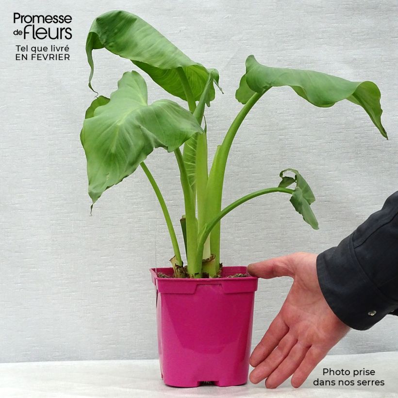 Zantedeschia aethiopica Pink Flamingo - Arum-lily 2L/3L pot sample as delivered in winter