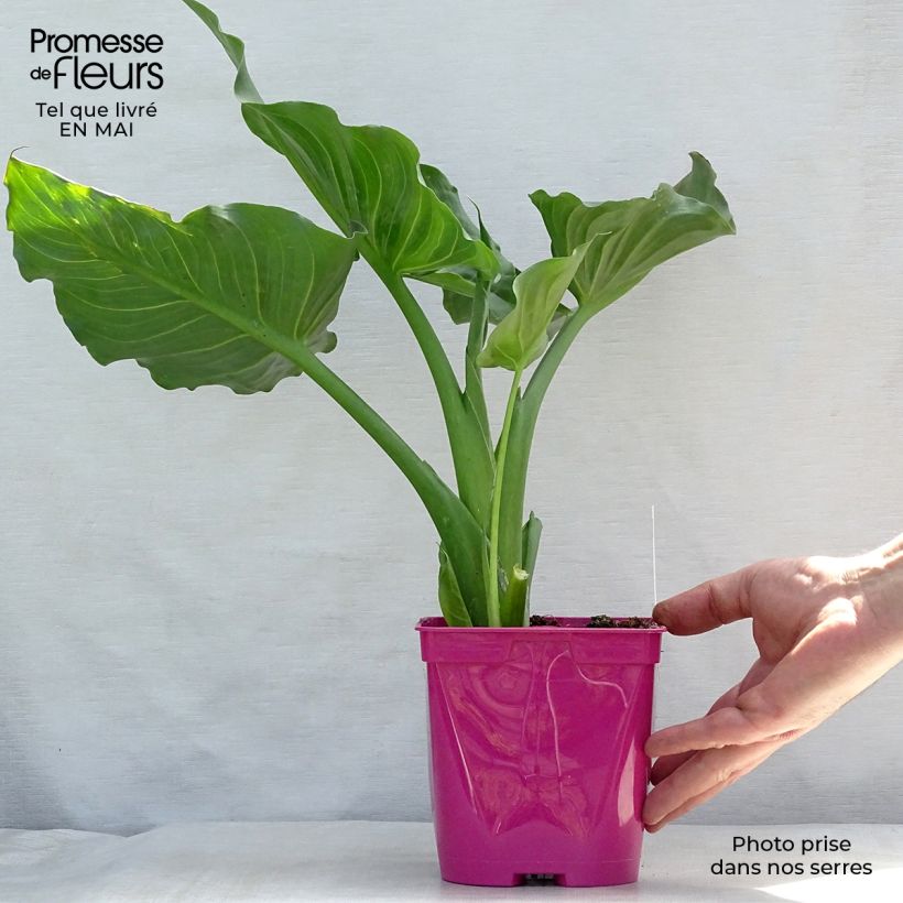 Zantedeschia aethiopica Pink Flamingo - Arum-lily 2L/3L pot sample as delivered in spring