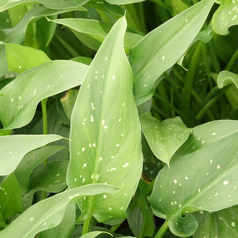 Zantedeschia aethiopica Scented Lady - Arum lily (Foliage)