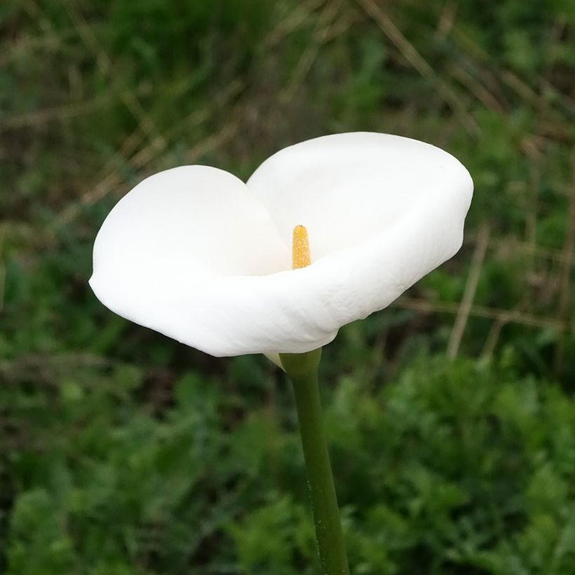 Zantedeschia aethiopica Himalaya - Arum-lily (Flowering)