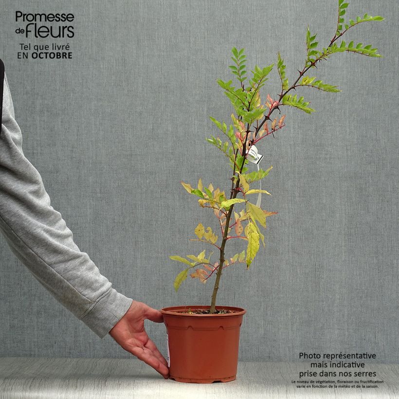 Zanthoxylum piperitum 2L/3L pot sample as delivered in autumn