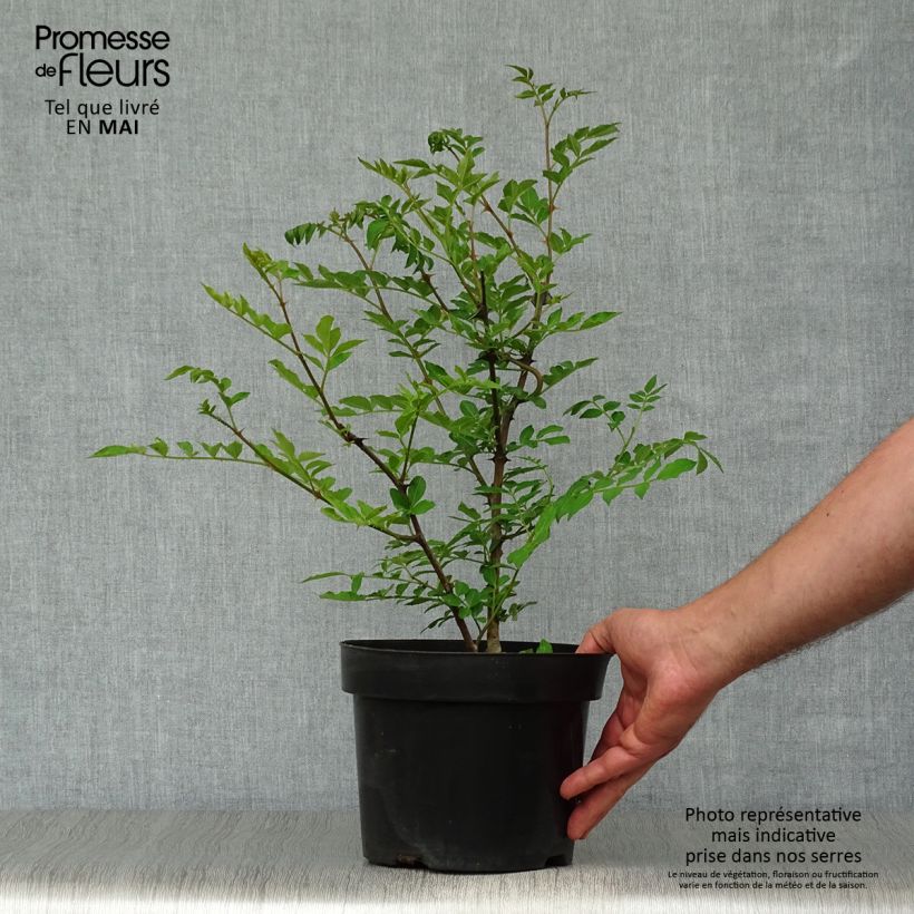 Zanthoxylum simulans 2L/3L pot sample as delivered in spring