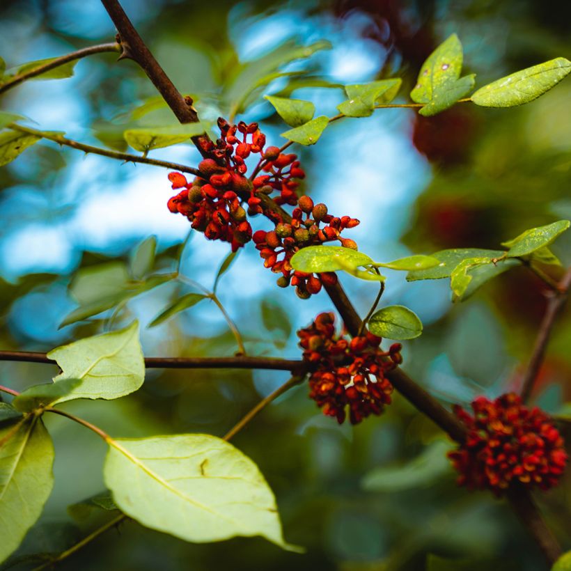 Zanthoxylum americanum (Flowering)