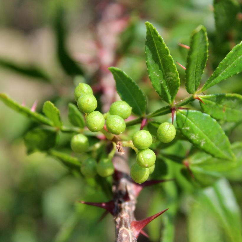 Zanthoxylum armatum  - Winged Prickly Ash (Foliage)