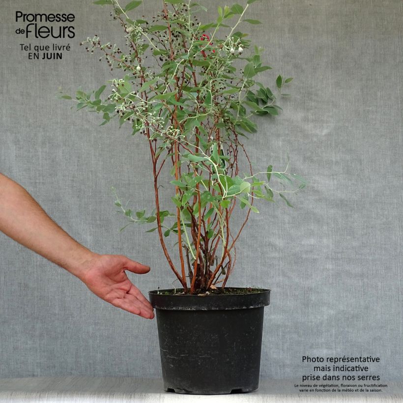 Zenobia pulverulenta Blue Sky 7.5L/10L pot sample as delivered in summer