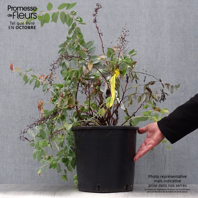 Zenobia pulverulenta Blue Sky 7.5L/10L pot sample as delivered in autumn