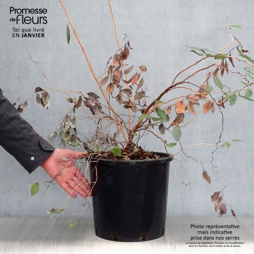 Zenobia pulverulenta Blue Sky 7.5L/10L pot sample as delivered in winter