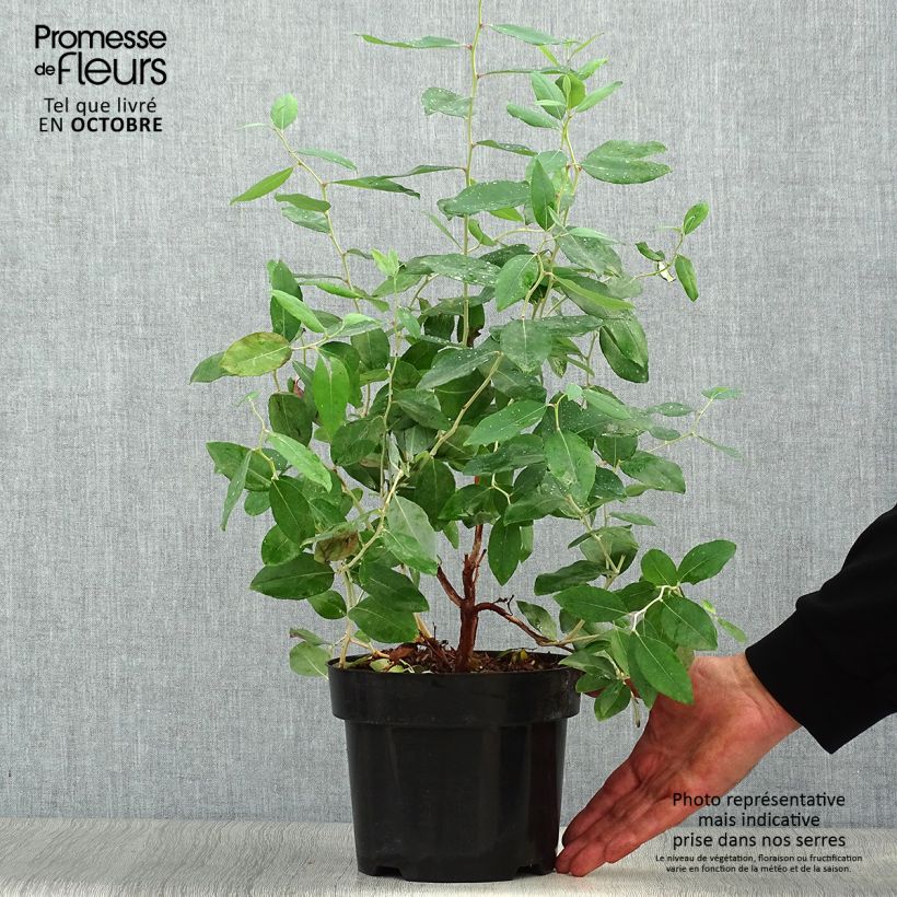 Zenobia pulverulenta Blue Sky 3L/4L pot sample as delivered in autumn