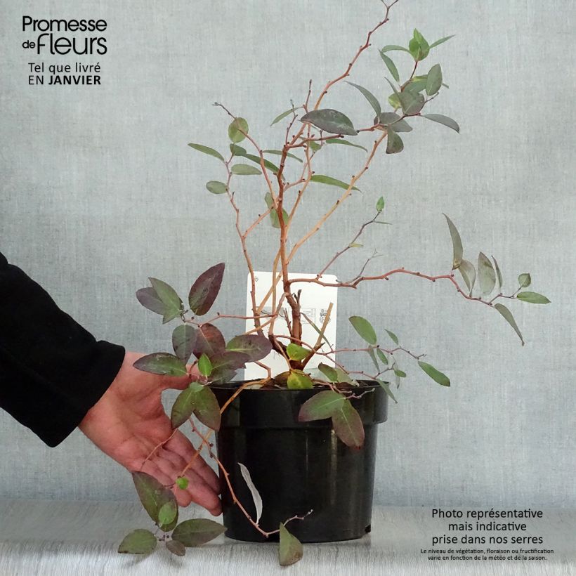 Zenobia pulverulenta Blue Sky 3L/4L pot sample as delivered in winter