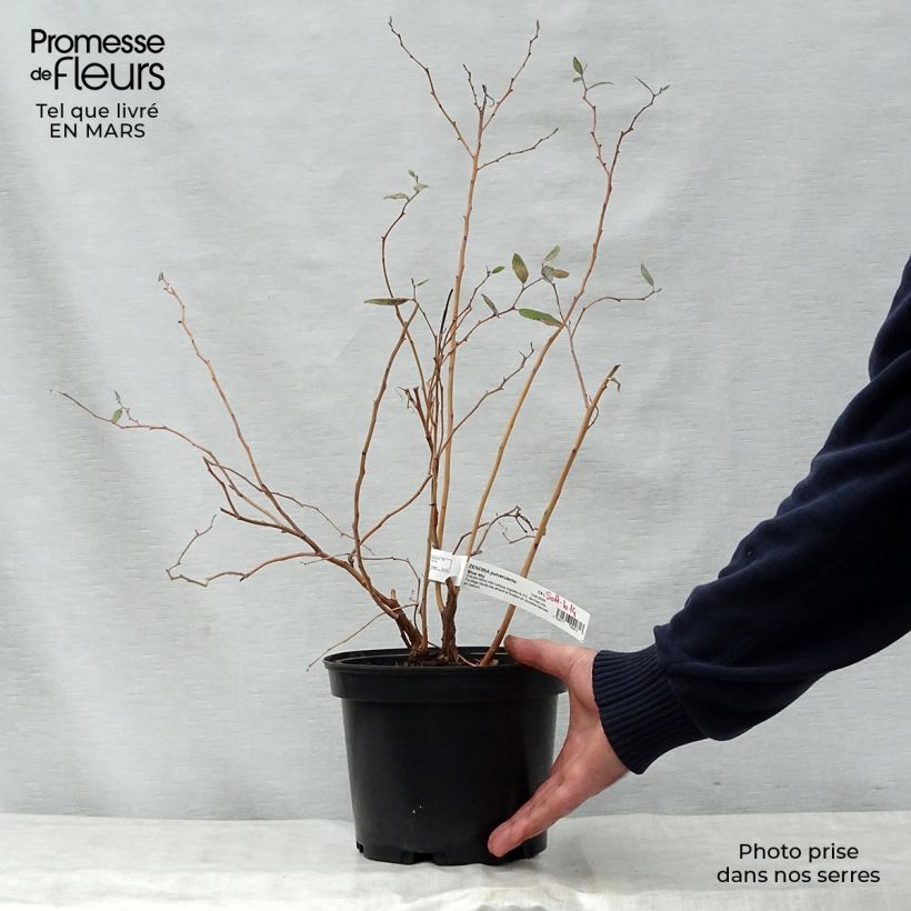 Zenobia pulverulenta Blue Sky 3L/4L pot sample as delivered in spring