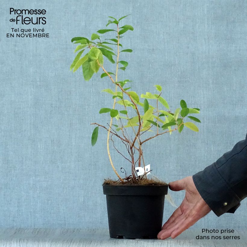 Zenobia pulverulenta Raspberry Ripple 2L/3L pot sample as delivered in autumn