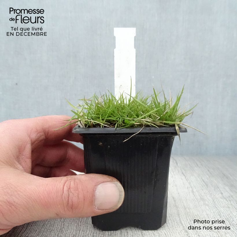 Zoysia tenuifolia 8/9 cm pot sample as delivered in winter