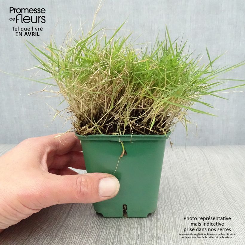 Zoysia tenuifolia 8/9 cm pot sample as delivered in spring