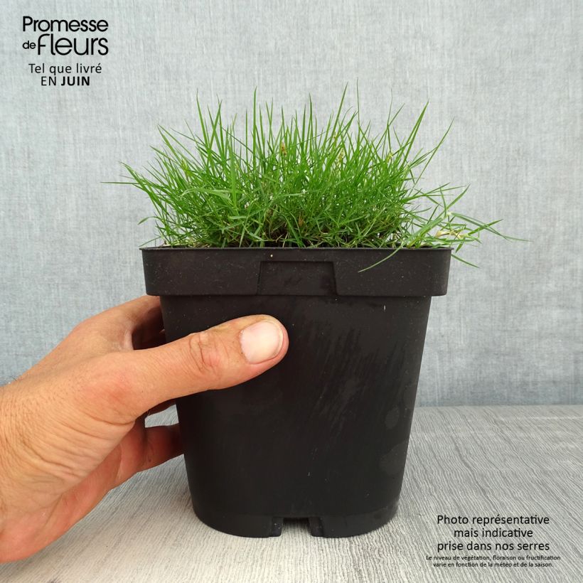 Zoysia tenuifolia 2L/3L pot sample as delivered in spring