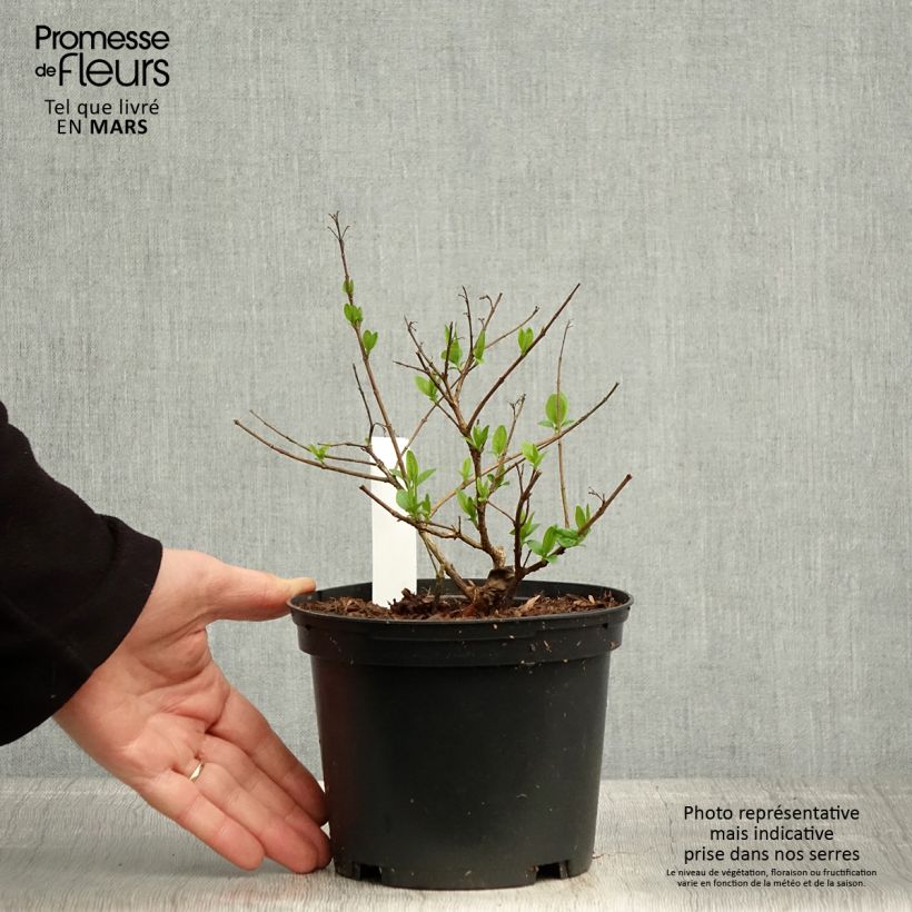 Abelia chinensis 2L/3L pot sample as delivered in spring