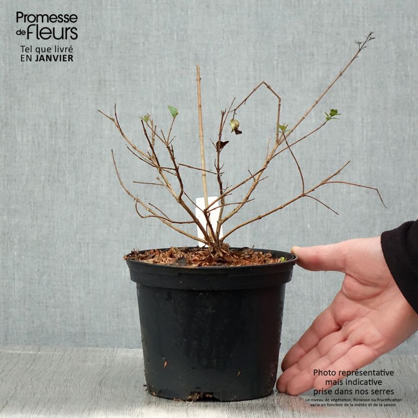 Abelia chinensis Autumn Festival 4L/5L pot sample as delivered in winter