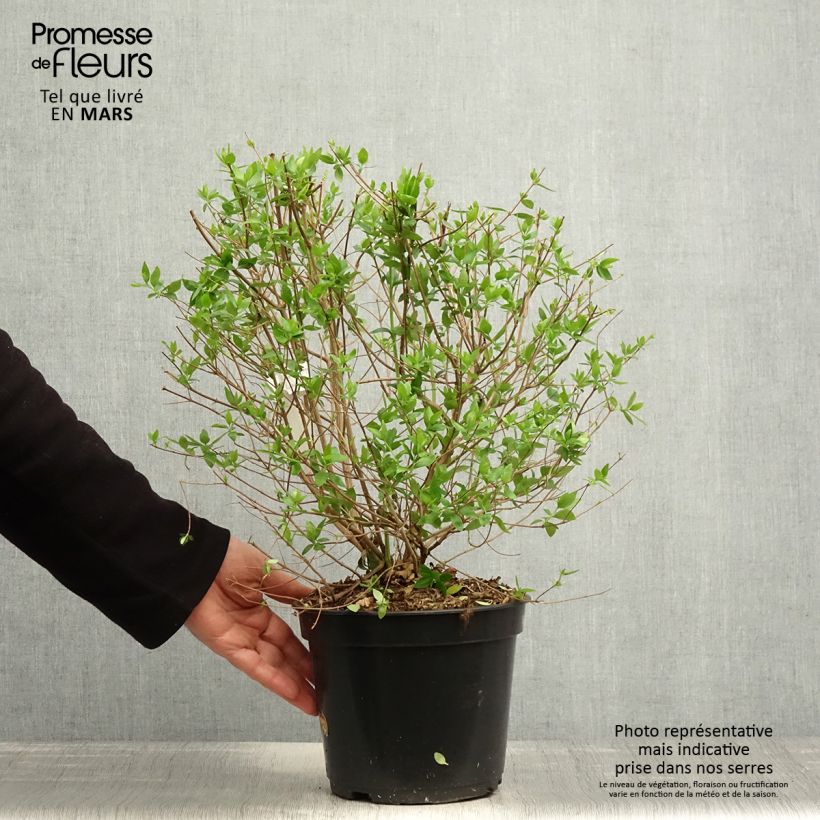 Abelia chinensis Autumn Festival 4L/5L pot sample as delivered in spring