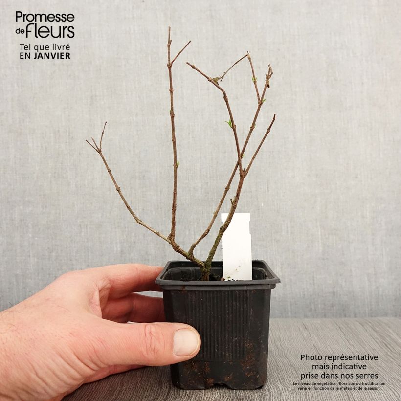 Abelia chinensis White Surprise 8/9 cm pot sample as delivered in winter